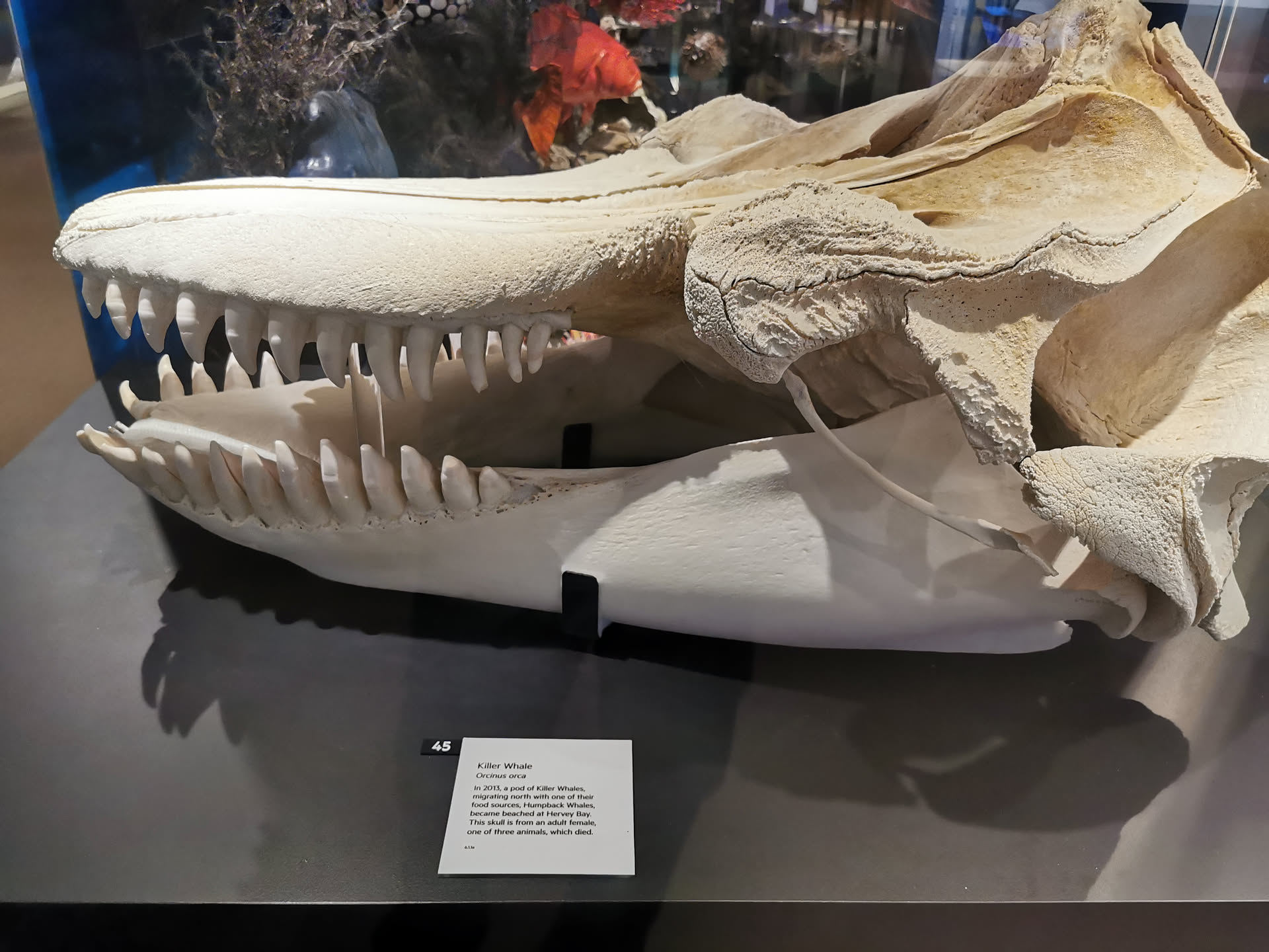 image-20251026165459181